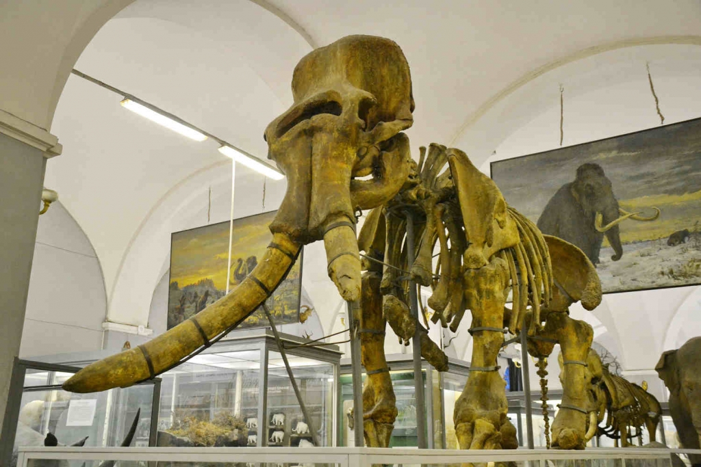 Скелет южного слона