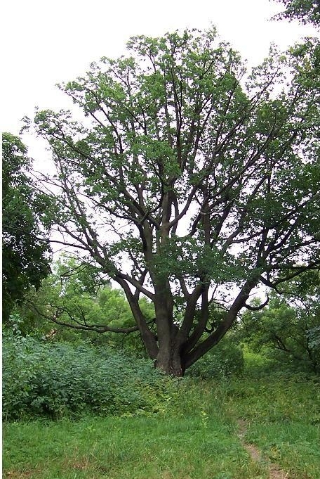 «Макаровский дуб» в Летнем саду Кронштадта. Более века кронштадтцы бережно хранят дуб, посаженный С.О. Макаровым