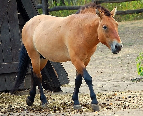 Лошадь Пржевальского была открыта в 1879 году
