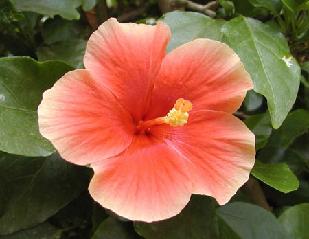 Национальный цветок Кореи – гибискус. Этот цветок выражает душевный склад корейцев, ценящий красоту без излишеств роскоши
